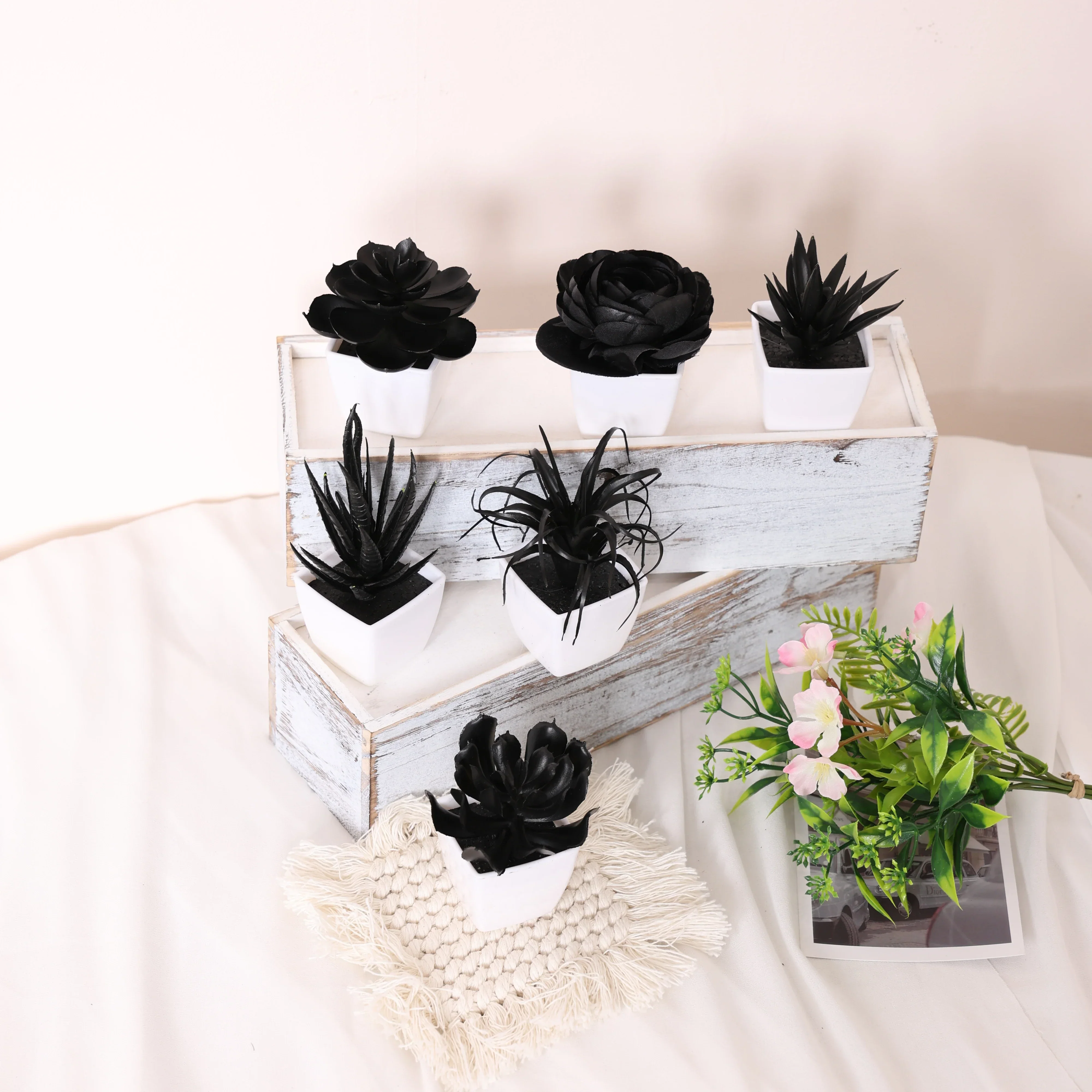 Caelum Succulent Plant - Image 3