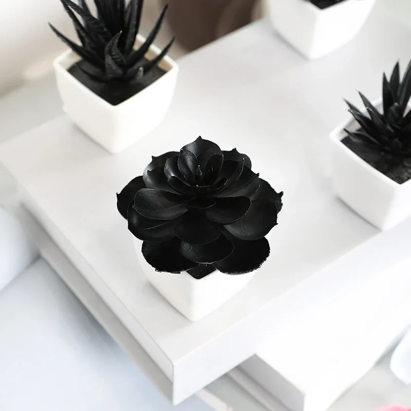 Caelum Succulent Plant - Image 4
