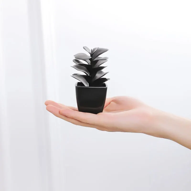 Caelum Succulent Plant - Image 5